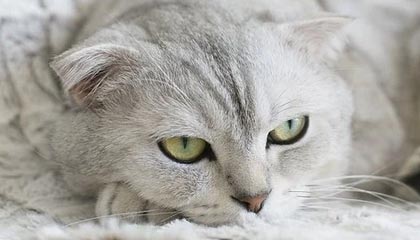 爱游戏中国-TL挺进LCS季后赛四强，lcs 季后赛