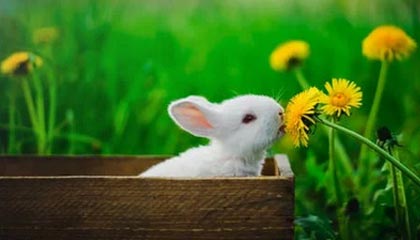 爱游戏中国-TL挺进LCS季后赛四强，lcs 季后赛